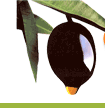Basil Olive Oil