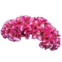 Celosia Therapeutics