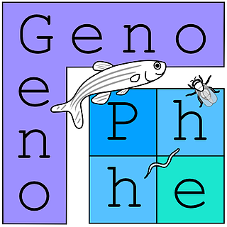 Genophe