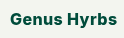 Genus Hyrbs