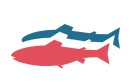 Gigante Salmon