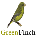 Greenfinch