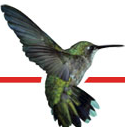Hummingbird Corporation