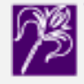 Iris Financial Services