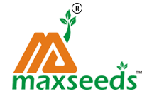 Maxseeds
