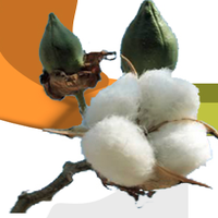 S.r. Cotton
