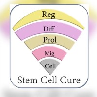 Stem Cell Therapy India