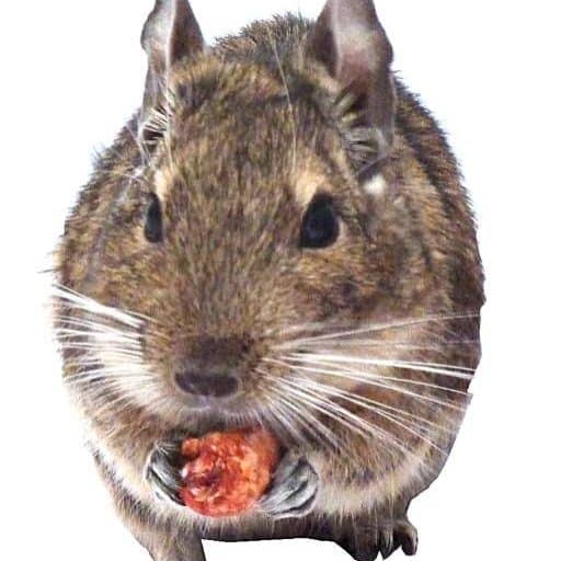 Totally Degu